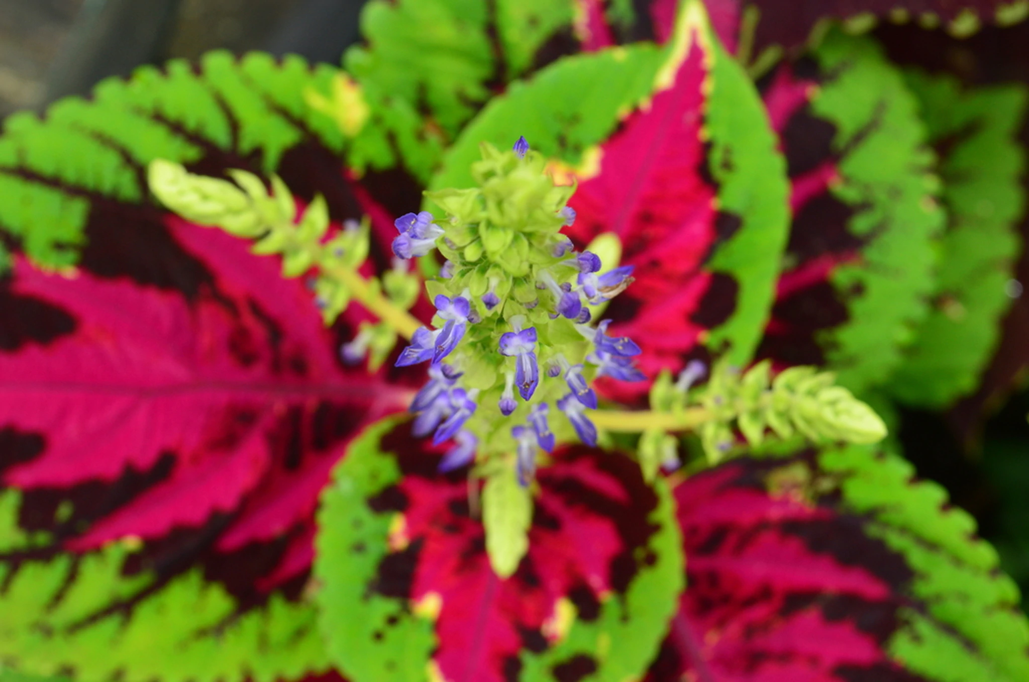 flower essences